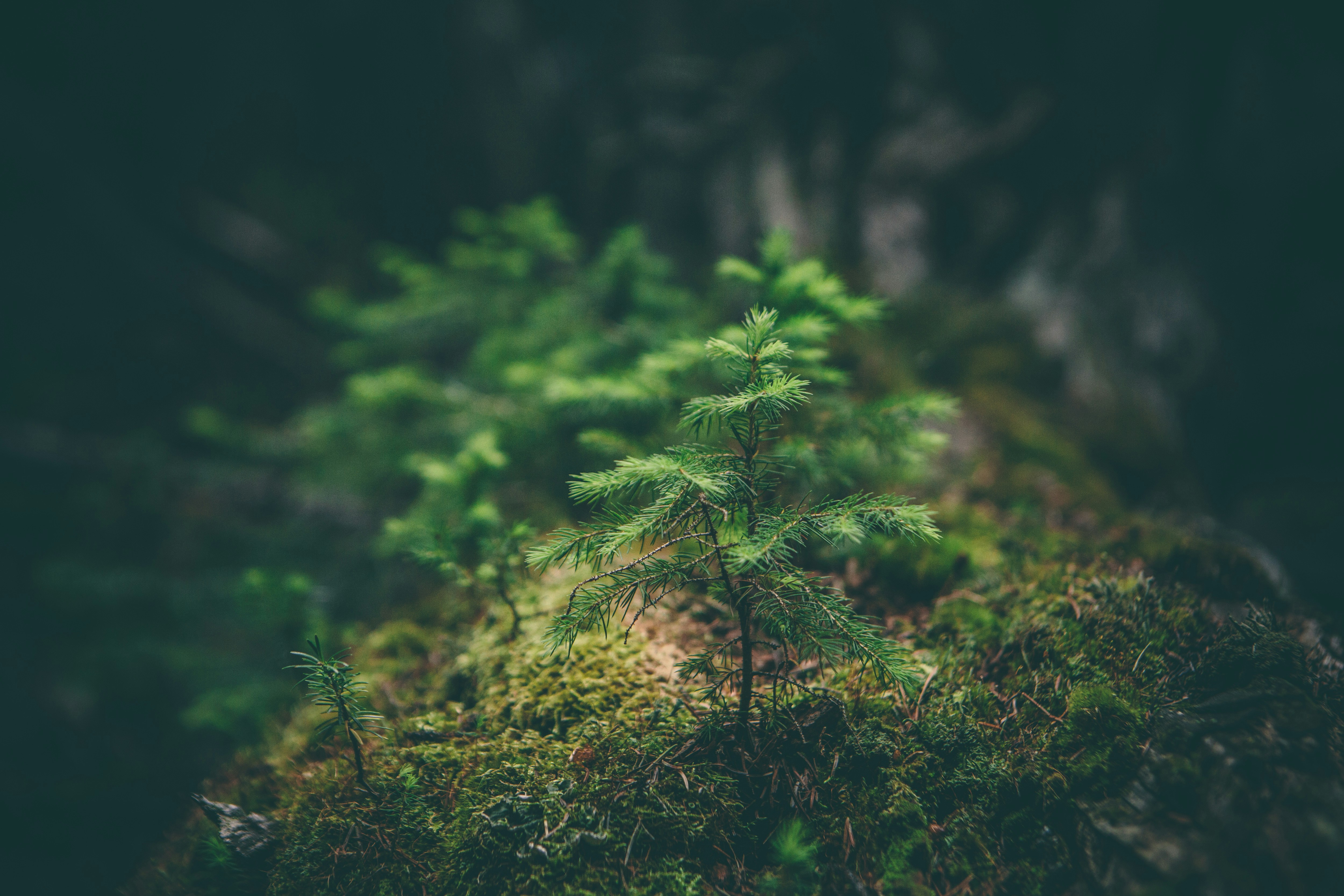 Real nature photograph with green forest growth